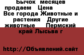 Бычок 6месяцев продаем › Цена ­ 20 000 - Все города Животные и растения » Другие животные   . Пермский край,Лысьва г.